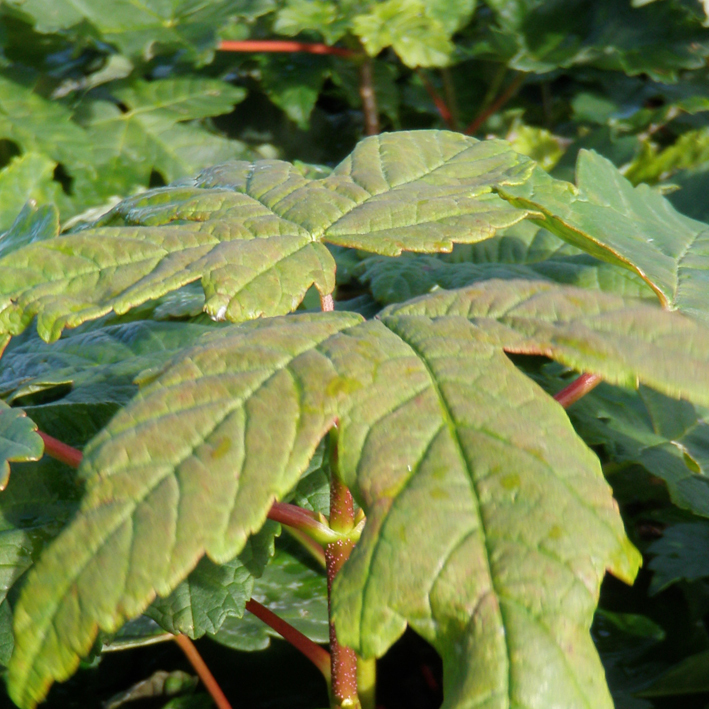 Acer platanoides - Højgård Planteskole
