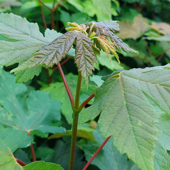 Acer pseudoplatanus - Højgård Planteskole