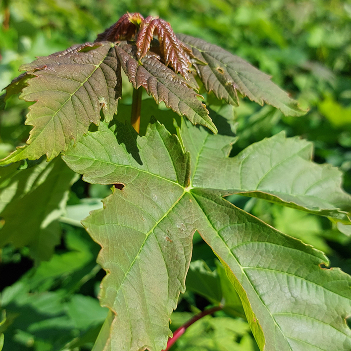 Acer pseudoplatanus - Højgård Planteskole