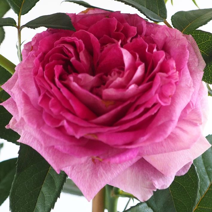 Raspberry Parfuma - Fräulein Maria - Højgård Planteskole
