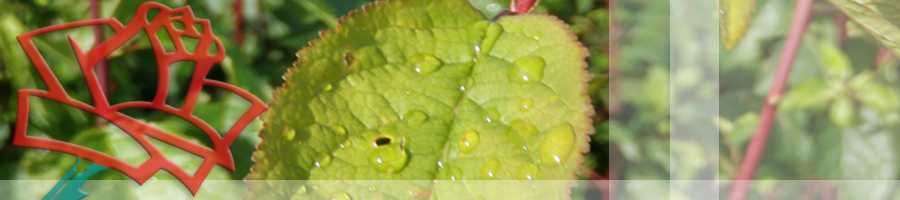 Højgård Planteskole - Prunus cerasifera