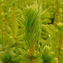 Picea abies - Højgård Planteskole