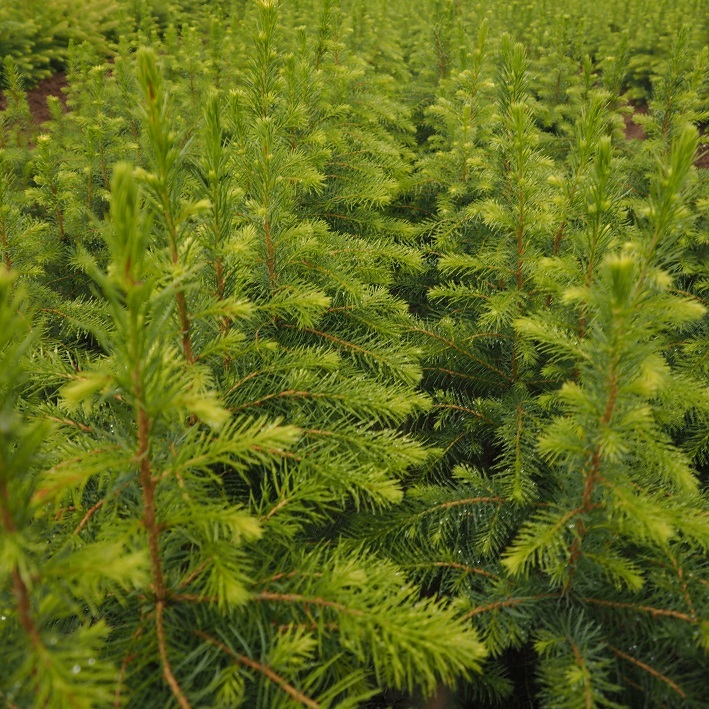 Picea omorika - Højgård Planteskole