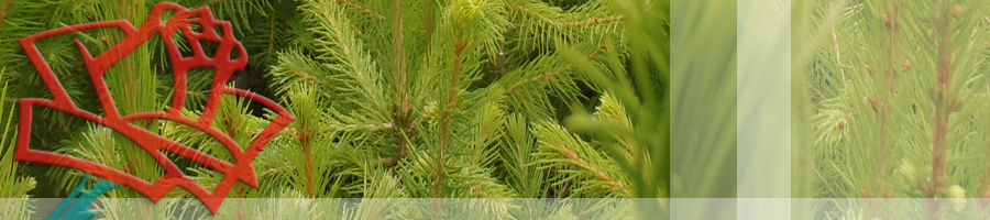 Højgård Planteskole - Picea abies