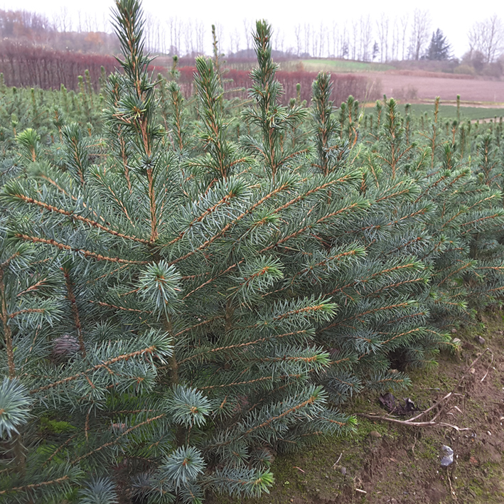 Picea omorika - Højgård Planteskole