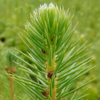 Picea sitchensis - Højgård Planteskole