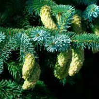 Picea sitchensis - Højgård Planteskole