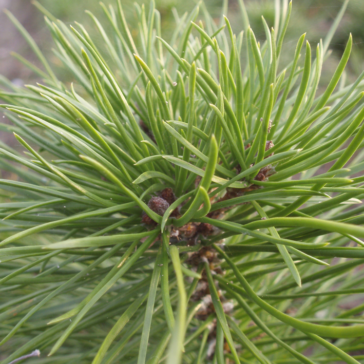 Pinus contorta - Højgård Planteskole