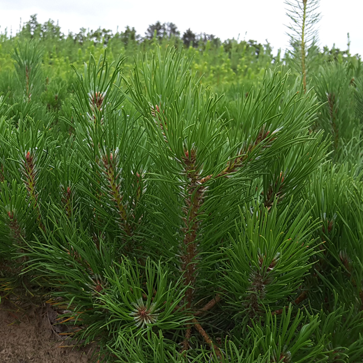 Pinus mugo - Højgård Planteskole