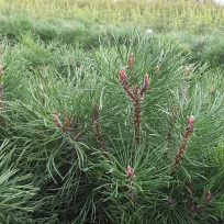 Pinus mugo - Højgård Planteskole