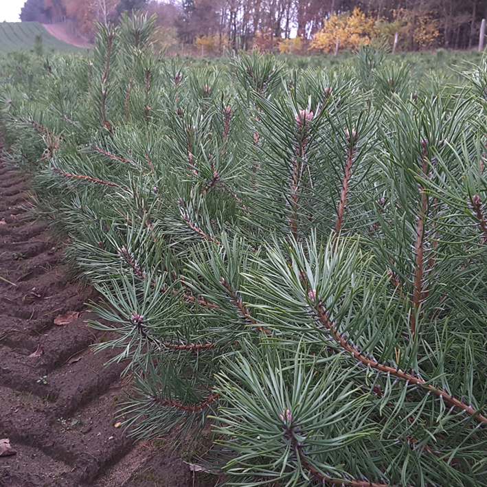 Pinus sylvestris - Højgård Planteskole