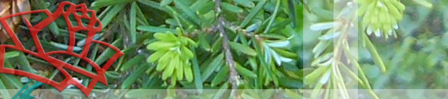 Højgård Planteskole - Tsuga heterophylla