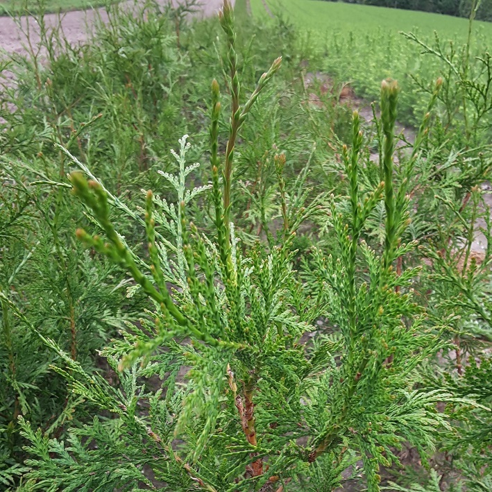 Højgård Planteskole - Thuja plicata - Riesen-Lebensbaum