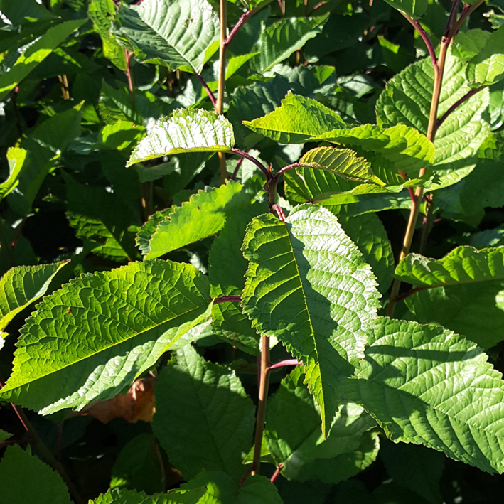 Prunus avium - Højgård Planteskole