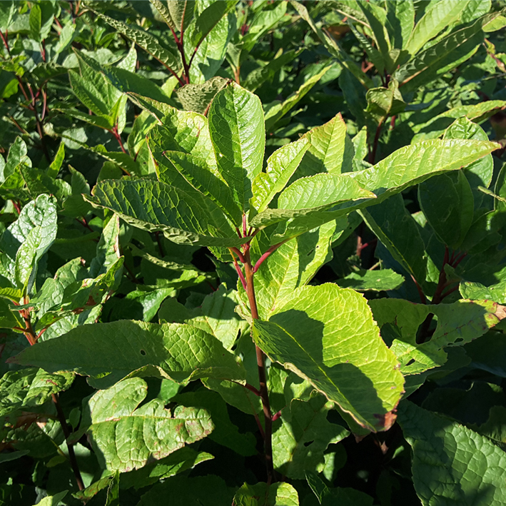 Prunus padus - Højgård Planteskole