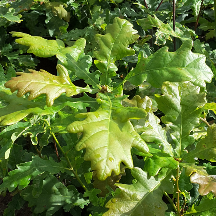 Quercus petraea - Højgård Planteskole