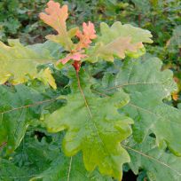 Quercus robur - Højgård Planteskole