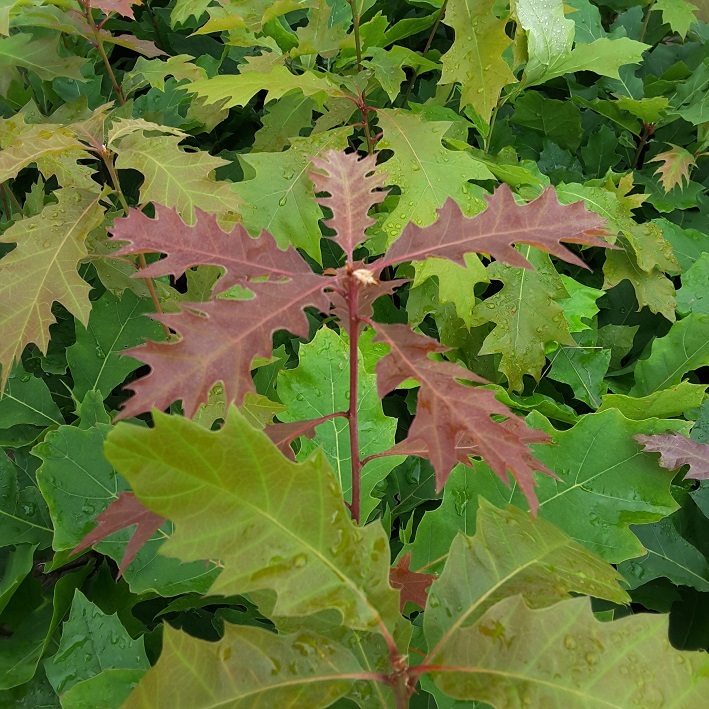 Quercus rubra - Højgård Planteskole