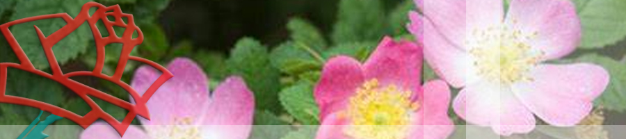 Rosa rubiginosa - Højgård Planteskole