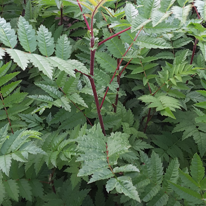 Sorbus aucuparia - Højgård Planteskole