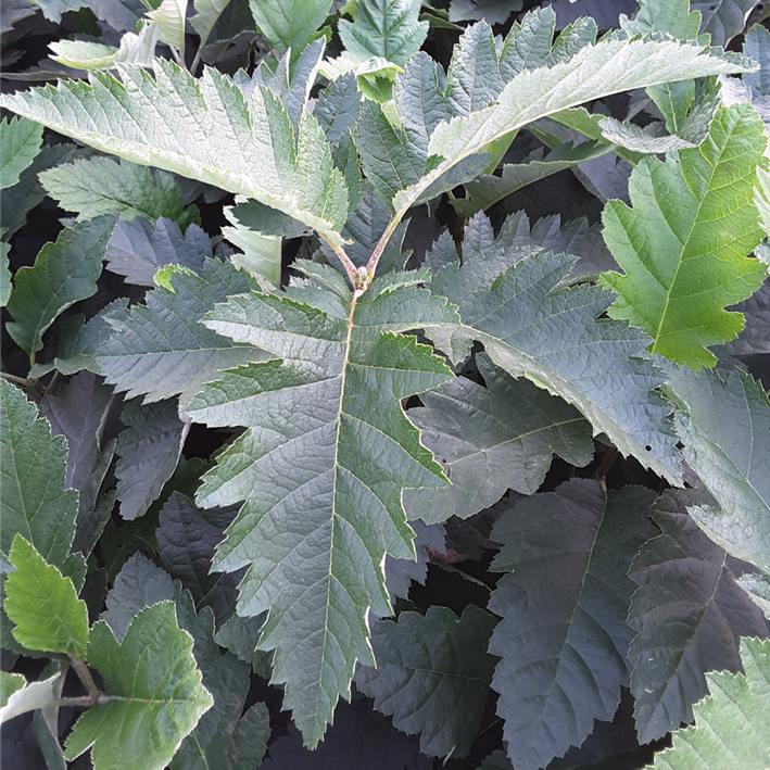 Sorbus mougeotii - Højgård Planteskole