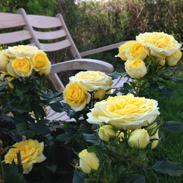 Sweet Summer - Sweet Home Roses - Højgård Planteskole