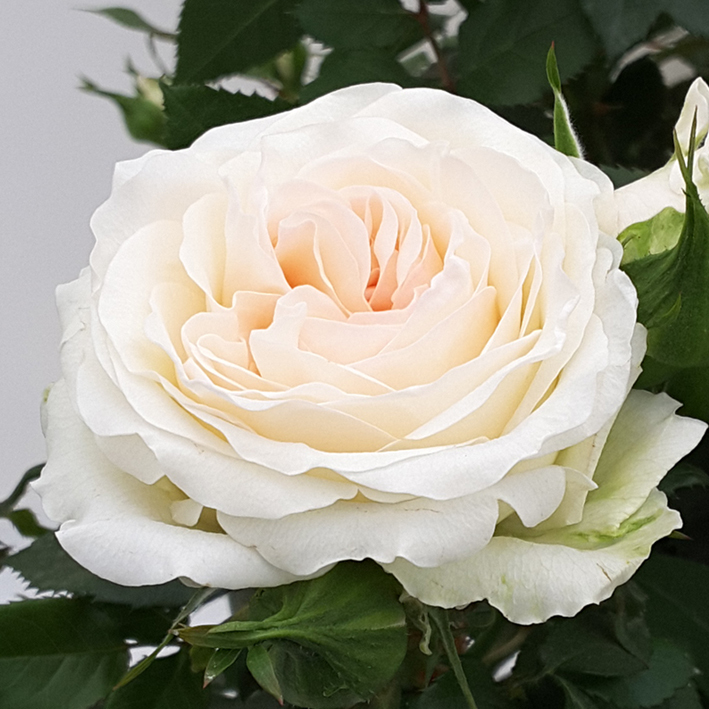 Højgård Planteskole - Roser - Sweet Home Roses - Sweet Surprise 
