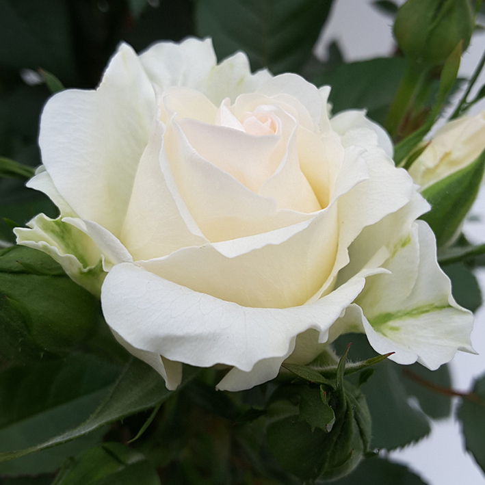 Højgård Planteskole - Roser - Sweet Home Roses - Sweet Surprise 